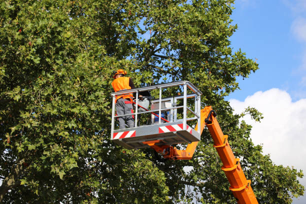 Best Storm Damage Tree Cleanup  in Conrad, MT